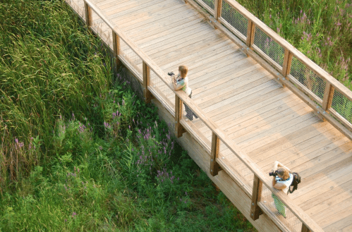 Two people on a wooden boardwalk, photographing lush greenery and wildflowers.